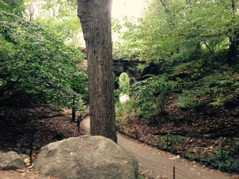 Waldweg mit Baumstamm und Steinbogen im Hintergrund