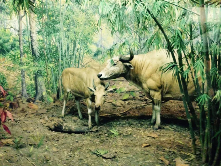 Ausgestopfte Wildrinder zwischen Bambus in einem Diorama