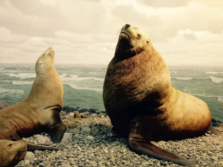 Zwei Seelöwen auf Kieselstrand vor Brandung im Diorama