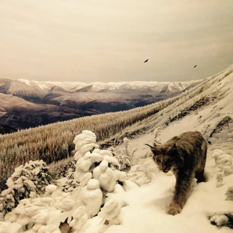 Luchs läuft über einen verschneiten Hang mit Schneehaufen