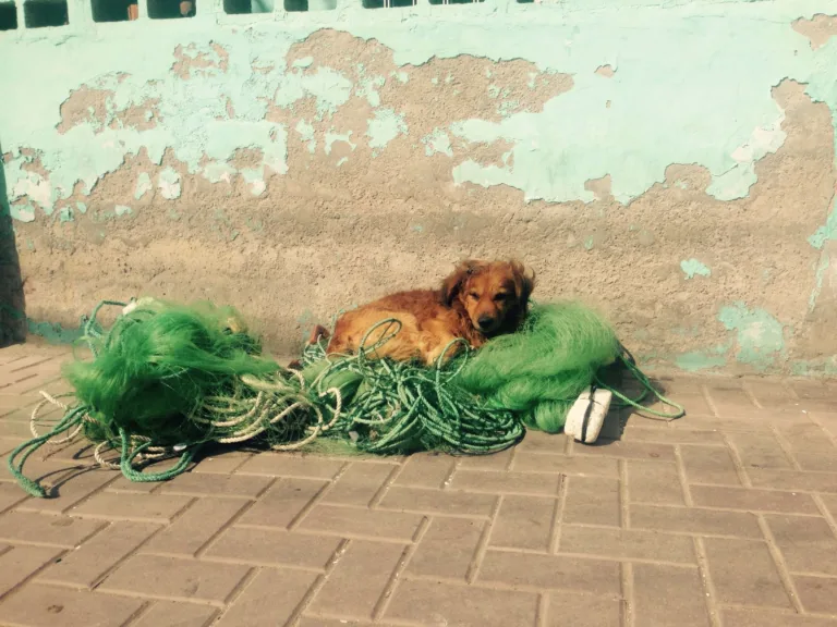 Hund liegt auf einem grünen Fischernetz vor einer abblätternden Wand
