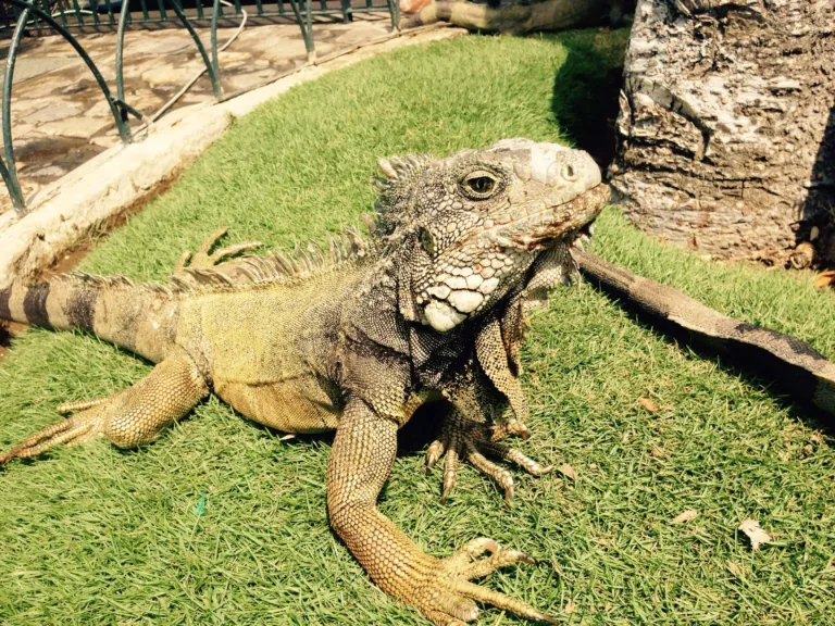Grüner Leguan liegt auf einem Rasen und schaut zur Seite